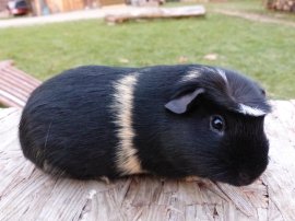 Abgabetier