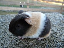 Abgabetier