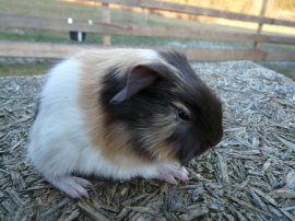 Abgabetier