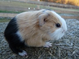 Abgabetier