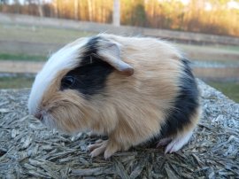 Abgabetier