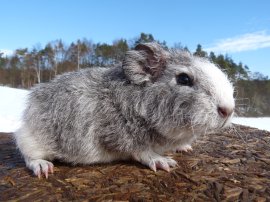 Abgabetier