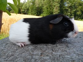 Abgabetier