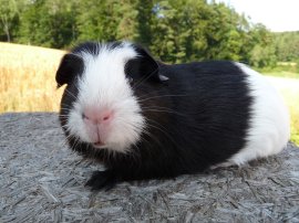 Abgabetier