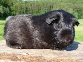 Abgabetier