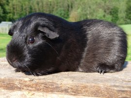 Abgabetier