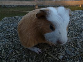 Abgabetier