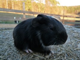 Abgabetier