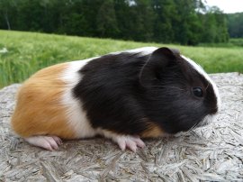 Kidogo