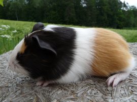 Kidogo