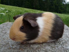 Jola