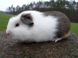 Nanuk