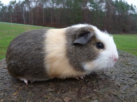 Nanuk