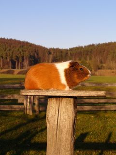 Titelschwein