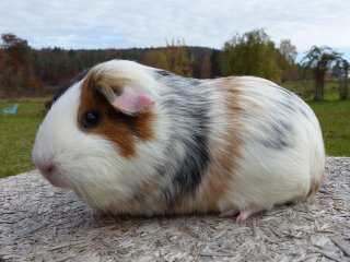 Liebhaber