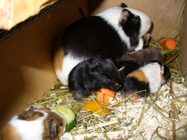 Genevive mit Babies