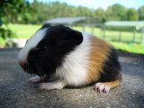 Neville