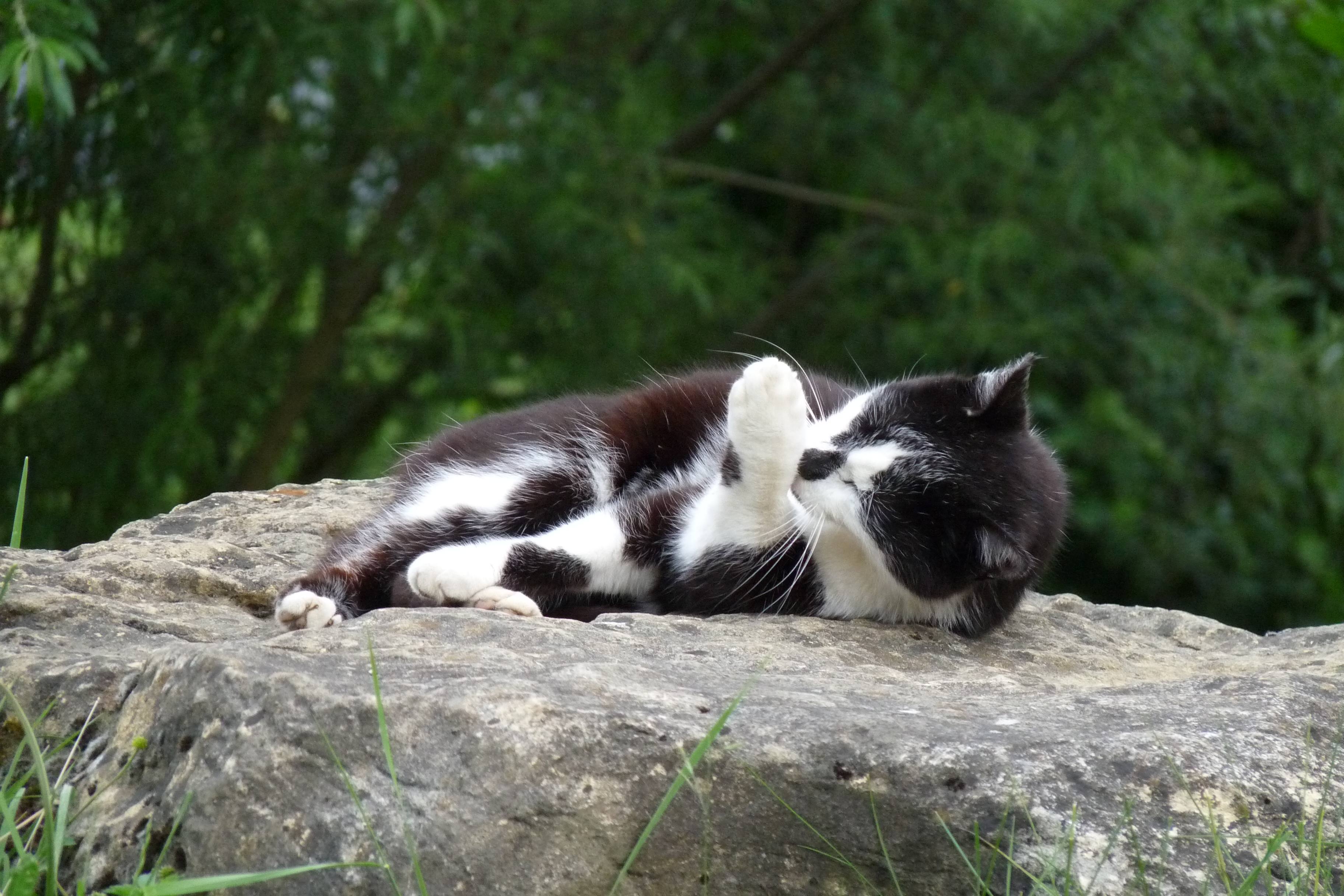 Kater