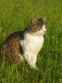 unser Samson