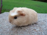Yuki