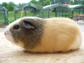 werdende Mutter