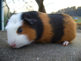 Quendolina