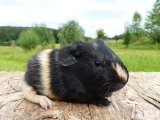 Wilma