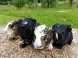 Babies