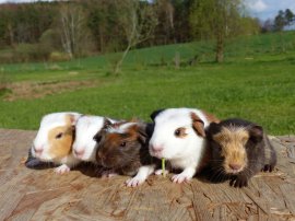 Babies