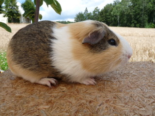 Zuchtbock cremeagouti-creme-wei�