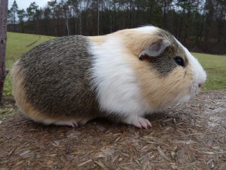 Zuchtbock cremeagouti-creme-wei�