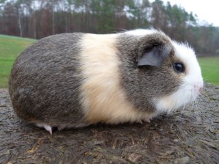 Zuchtbock cremeagouti-creme-wei�