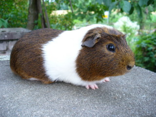 Zuchtbock goldagouti-wei�