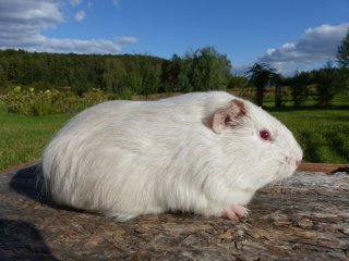 Zuchtsau