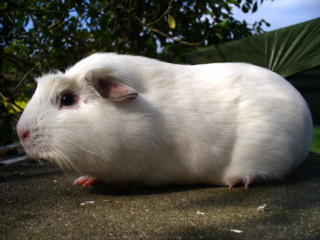 Zuchtsau