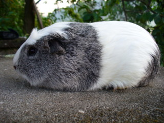 Zuchtsau
