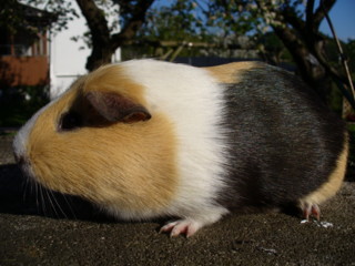 Zuchtsau