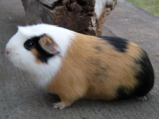 Juna