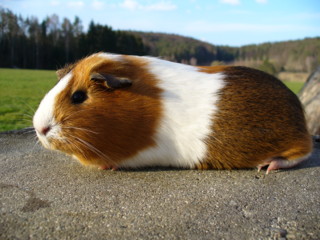 Zuchtsau