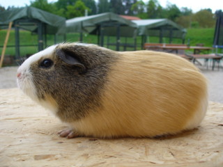 Zuchtsau