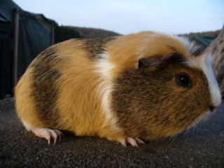 Zuchtsau