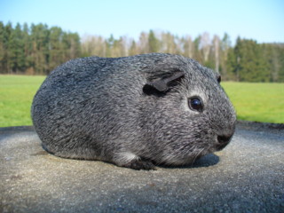 Zuchtsau