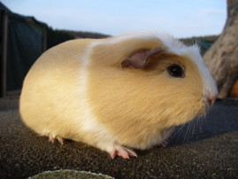Zuchtsau