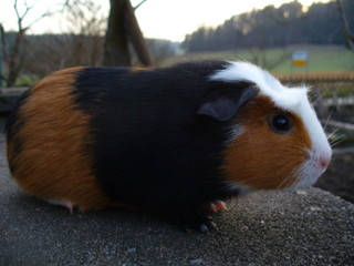 Zuchtsau