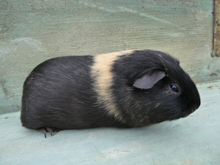 Zuchtsau
