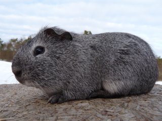 Zuchtsau