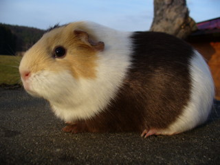 Zuchtsau